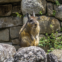 Mountain Lagidium on the ruins of Machu Picchu