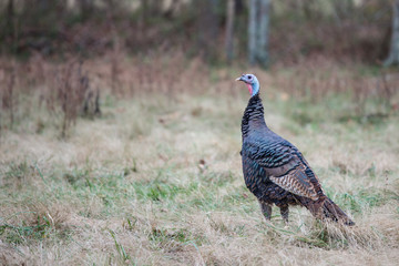 Male wild turkey jake with head raised in prairie in fall season. © Russell Vance
