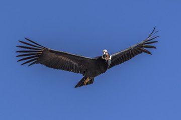 Large Condor in flight over the gorge