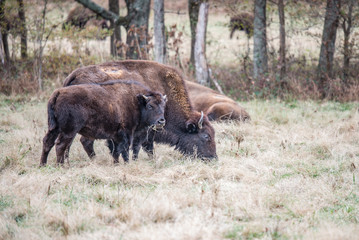 American bison buffalo cow with calf grazing in prairie field in fall season.