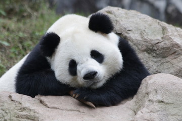 Sleeping Giant Panda, China