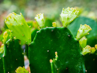 Cactus Small cute in the pot in the garden outside.
