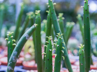 Fototapeta premium Cactus Small cute in the pot in the garden outside.