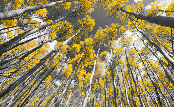 Canopy of black and white aspen trees with yellow leaves