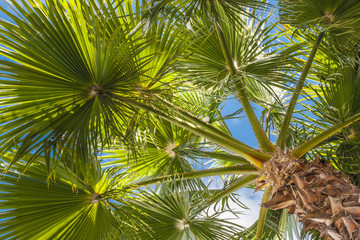 Fototapeta premium Perspective view of palm trees
