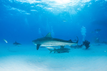 Tiger shark at Tigerbeach, Bahamas