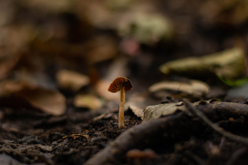 mushroom in forest