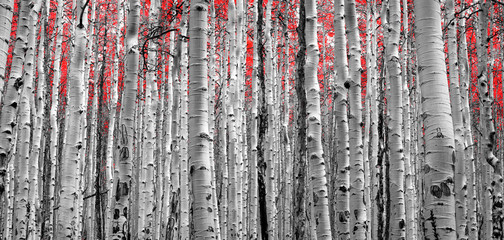 Forest of Red Trees © deberarr