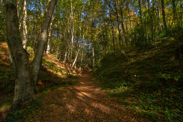 road in the forest