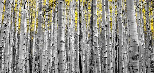 Forest of Golden Trees