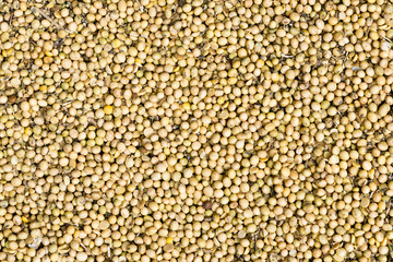 Soybean seed after harvest. Background or texture. Oranic or genetically modified. Closeup macro.