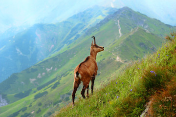 Koza górska, Zakopane © Marcin