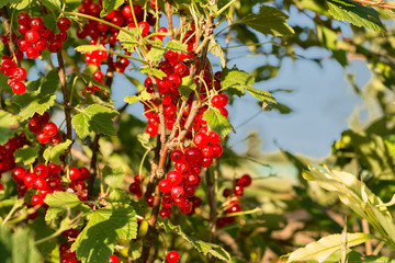 group of red currants on the bush, summer, close up