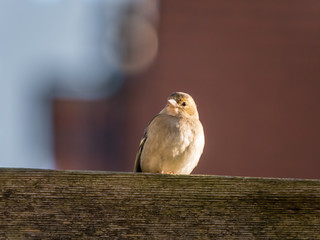 Adult female common chaffinch, Fringilla coelebs, perched on wooden beam, Netherlands