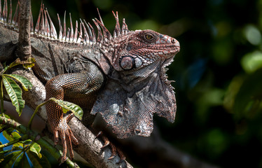 Obraz premium Iguana in Costa Rica 