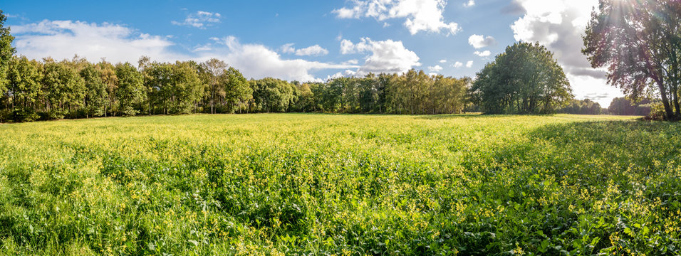 Field of flowering oil radish, Raphanus sativus var oleiformis, green manure in autumn in nature reserve near Huizen, Netherlands © TasfotoNL