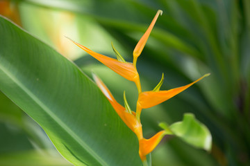 Obraz premium Bird of Paradise Plant in Punta Mita, Mexico