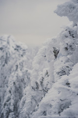 Top view from the ski slopes among the spruces on snow covered and foggy valley on the background mountain peaks. Skiing park Kubinska Hola  Western Tatras Travel destination for winter vacations . © malykalexa777