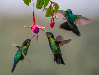 Hummingbird in Costa Rica  © Harry Collins