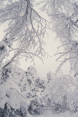 Top trees covered with snow against the blue sky, frozen trees in the forest sky background, tree branches covered hoarfrost with white snow, winter morning in the mountains, snow-covered branches