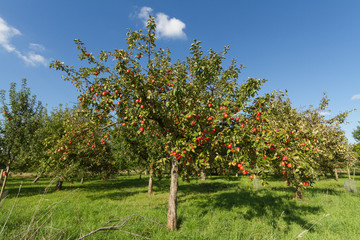 Apfelbaum Plantage  mit Roten Äpfeln auf einer Wiese