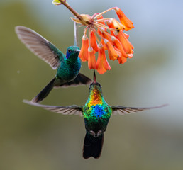 Hummingbird in Costa Rica  © Harry Collins