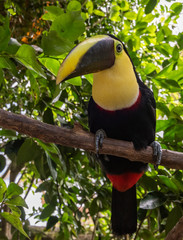 Toucan in Costa Rica 