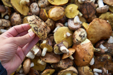 Background of wild mushrooms Boletus luteus