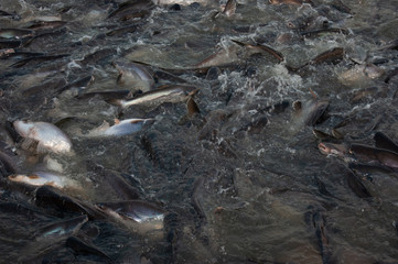 Fototapeta premium Hungry Fishes