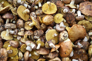 Background of wild mushrooms Boletus luteus