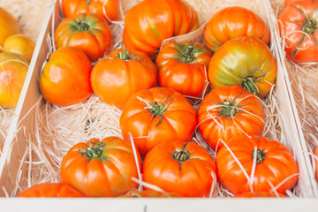 Rich harvest of juicy large tomatoes in a box on the market