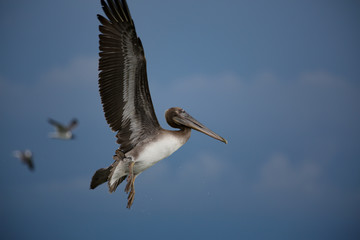 Pelicans diving for fish on the ocean beaches of Punta Mita, Mexico