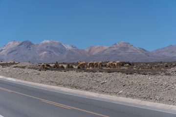 Vicuna Peru Landscape