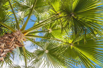 Fototapeta premium Tropical resort, sunny palm and sky