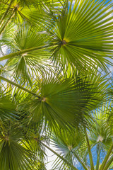 Fototapeta premium View of palm leaves against the sky during sunbathing