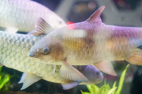 Kelah Or Empurau or Mahseer In Aquarium,Kelah (Malay) also known as Mahseer (Indian), Kurriah, Kukkhiah, Kajra in Southern India.