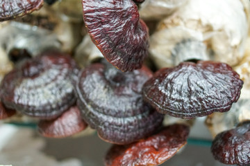 rganic mushrooms growing on a mushrooms farm in Malaysia,mushrooms cultivation at farm