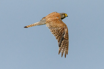 Common Kestrel (Falco tinnunculus).