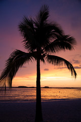 Palm Trees swaying at sunset on the beaches of Punta Mita, Mexico