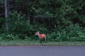 Wild red fox at the road near the forest - 236323770