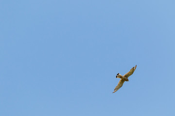 Common Kestrel (Falco tinnunculus).