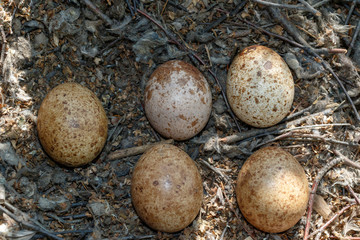 Falco tinnunculus. The nest of the Common Kestrel in nature.