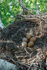 Falco tinnunculus. The nest of the Common Kestrel in nature.