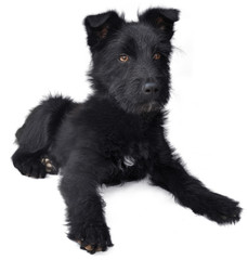 Чёрный щенок на белом фоне