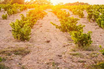 Fototapeta na wymiar Vineyards in Spain in the summer in the period of ripening