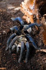 Blaue Thai-Vogelspinne (Cyriopagopus lividus / Haplopelma lividum) - cobalt blue tarantula