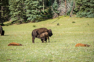 Büffelmutter mit Jungem auf saftig grüner Wiese mit Wald im Hintergrund, Grand Canyon National Park, Utah, USA