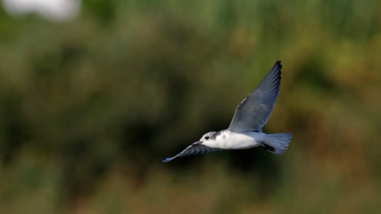 Whiskered tern - Chlidonias hybridus, Crete 