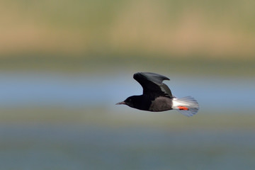 White-winged Tern, or White-winged Black Tern (Chlidonias leucopterus), Greece 