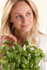 Naklejka premium WOMAN PICKING BASIL LEAVES